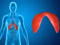 Anatomia człowieka z uwydatnioną przeponą. Odnogi przepony, kluczowe dla oddychania, są pokazane w czerwonym kolorze.