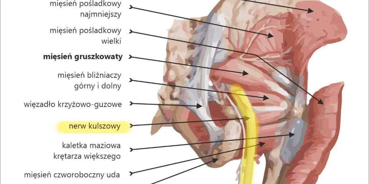 Anatomia ludzkiego podudzia: mięsień gruszkowaty i nerw kulszowy, otoczone innymi mięśniami pośladkowymi i strukturami miednicy.