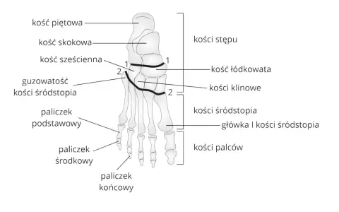 Schemat anatomiczny stopy z zaznaczonymi kośćmi: piętową, skokową, sześcienną, łódkowatą, klinowymi, śródstopia i palców.