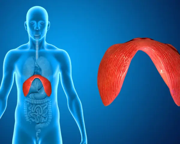 Anatomia człowieka z uwydatnioną przeponą. Odnogi przepony, kluczowe dla oddychania, są pokazane w czerwonym kolorze.