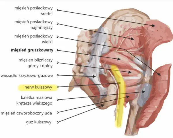 Anatomia ludzkiego podudzia: mięsień gruszkowaty i nerw kulszowy, otoczone innymi mięśniami pośladkowymi i strukturami miednicy.