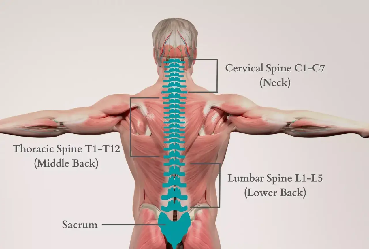 Anatomia kręgosłupa: odcinek piersiowy (thoracic spine) T1-T12, szyjny i lędźwiowy.